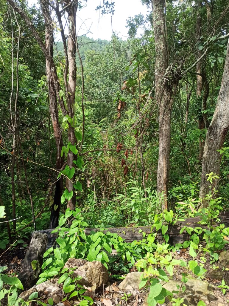Paysage lors de notre trek de 3 jours en Thaïlande 