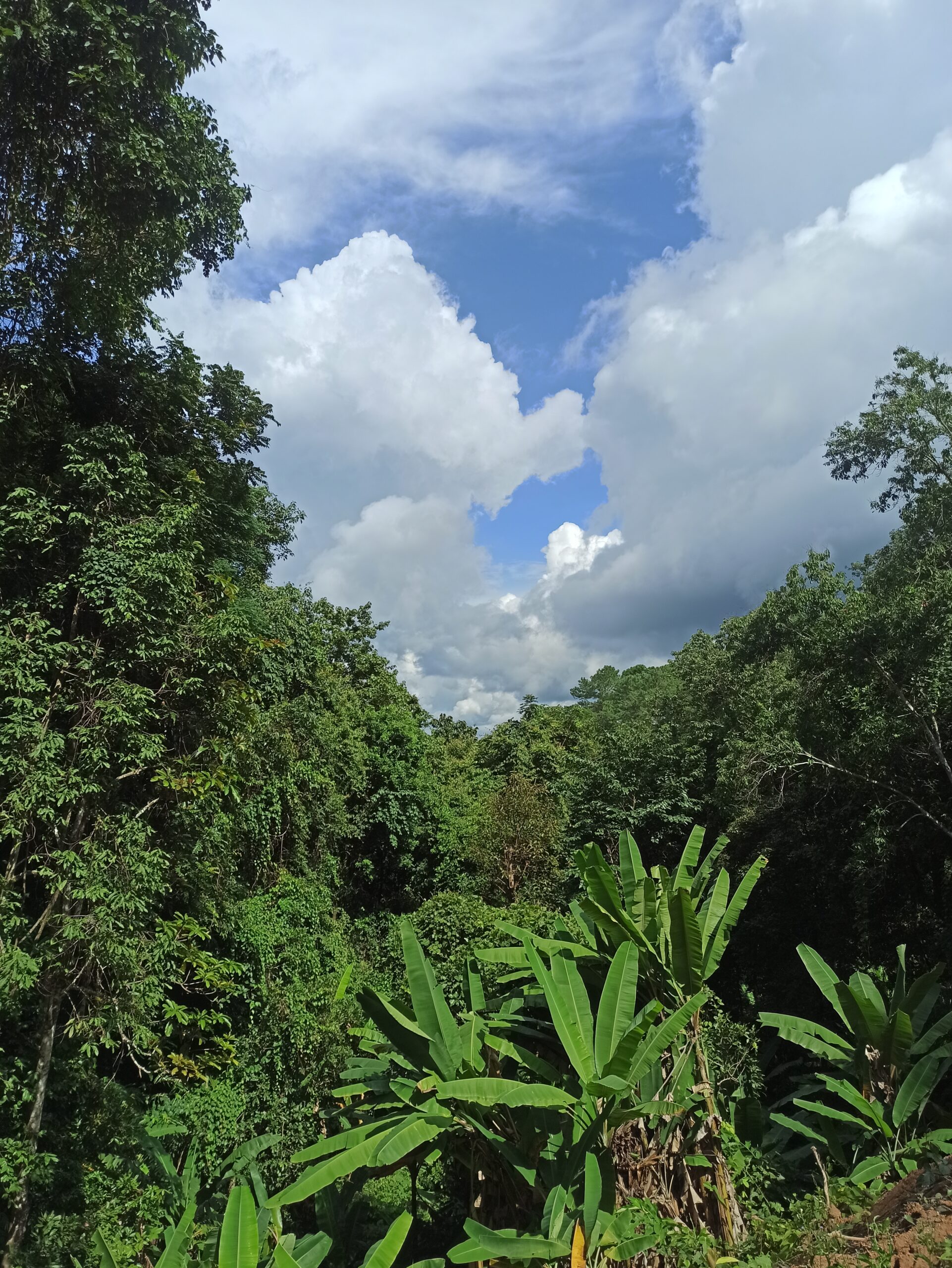 Jungle au dessus de Pai