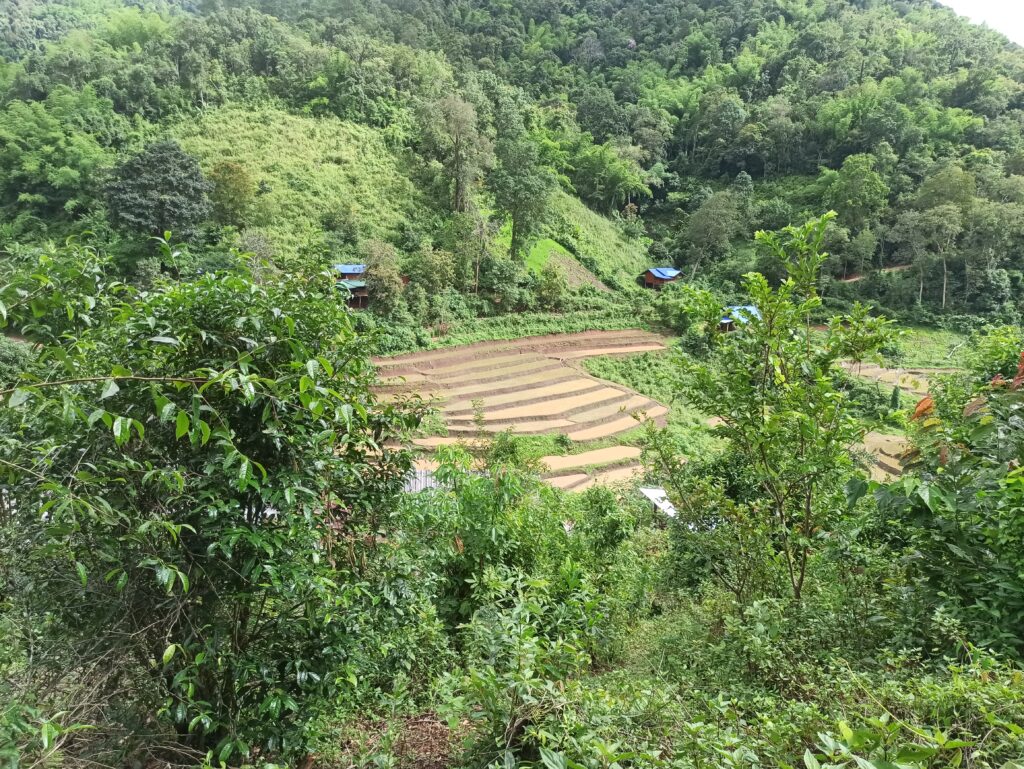 Rizière à la frontière birmane au alentours de la ville de Pai